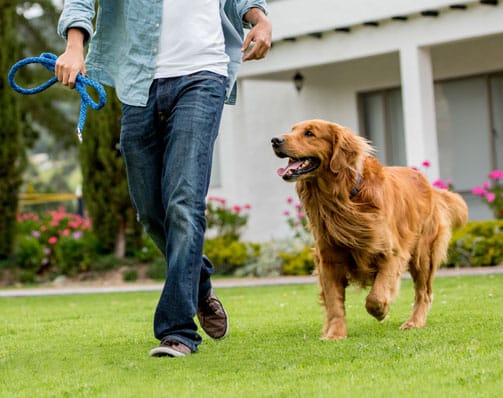 Golden Retriever walking with its owner