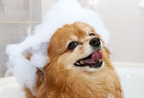 Happy dog getting a bath