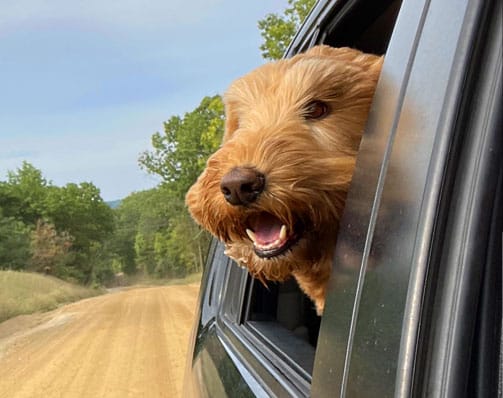 Happy dog looking out of a car window