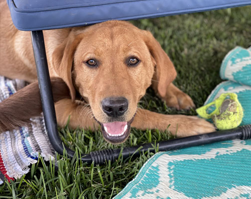 Happy dog under a chair