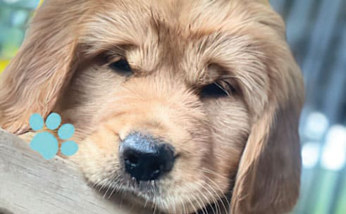 puppy-program-image-1 Puppy