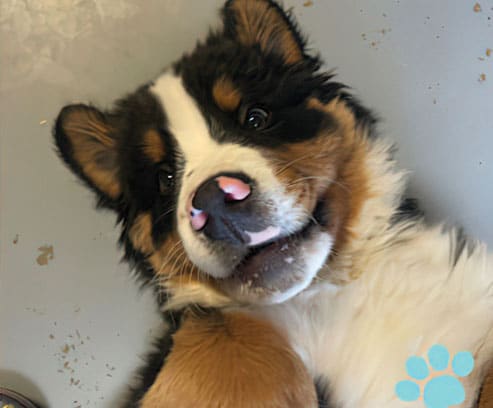 puppy-program-image-2 Puppy