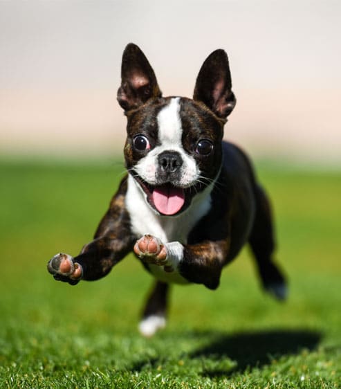 happy puppy in the grass