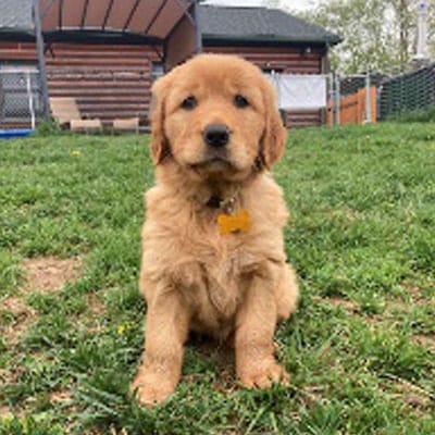 Simba