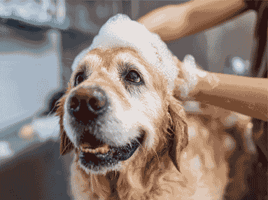 Golden retriever getting a bath